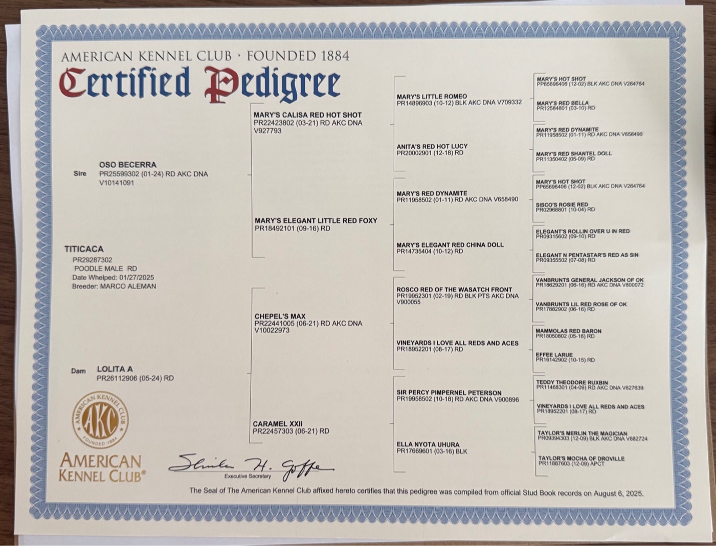 Titicaca’s AKC Certified Pedigree document