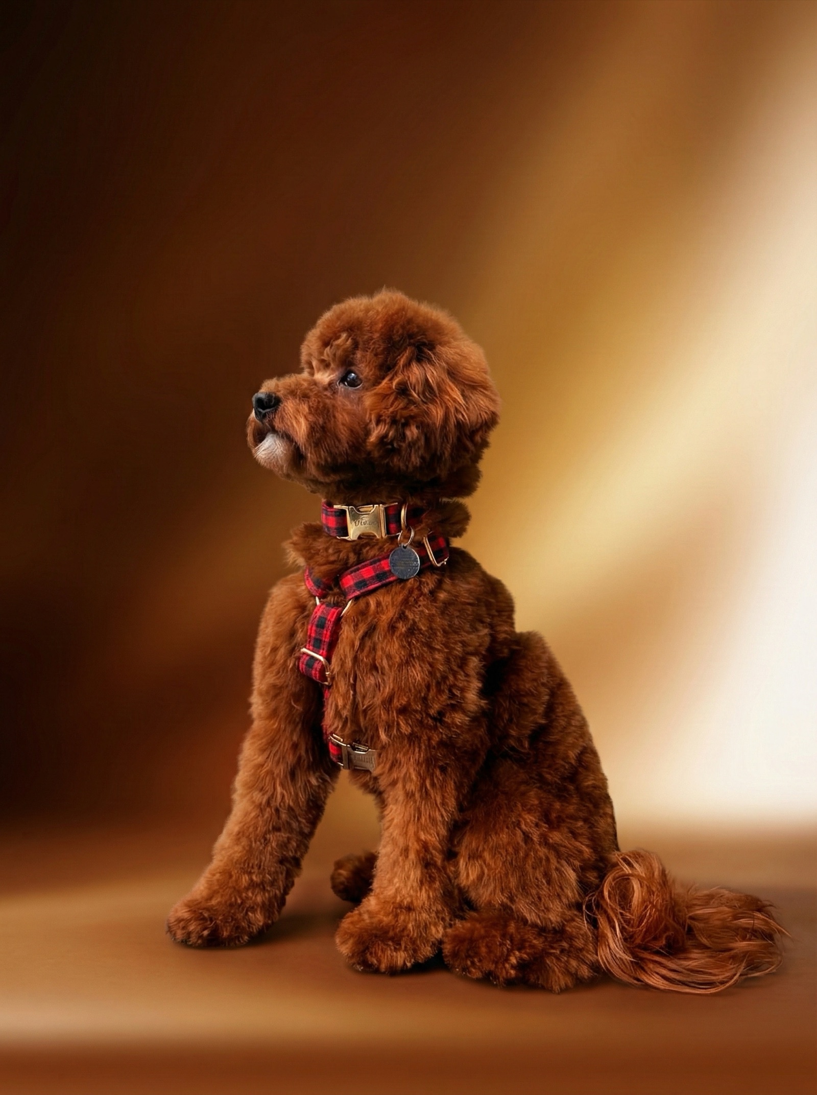 Titicaca, a red toy poodle in a buffalo-plaid harness, sitting for a studio portrait