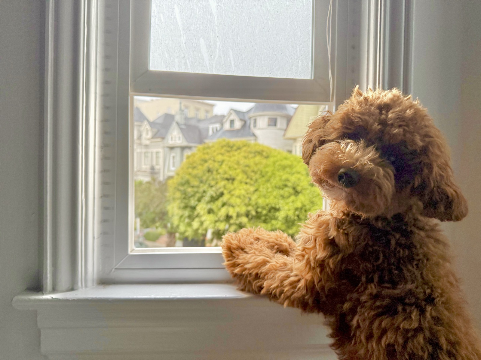 Titicaca with his paws on a windowsill, watching the Victorian houses across the street